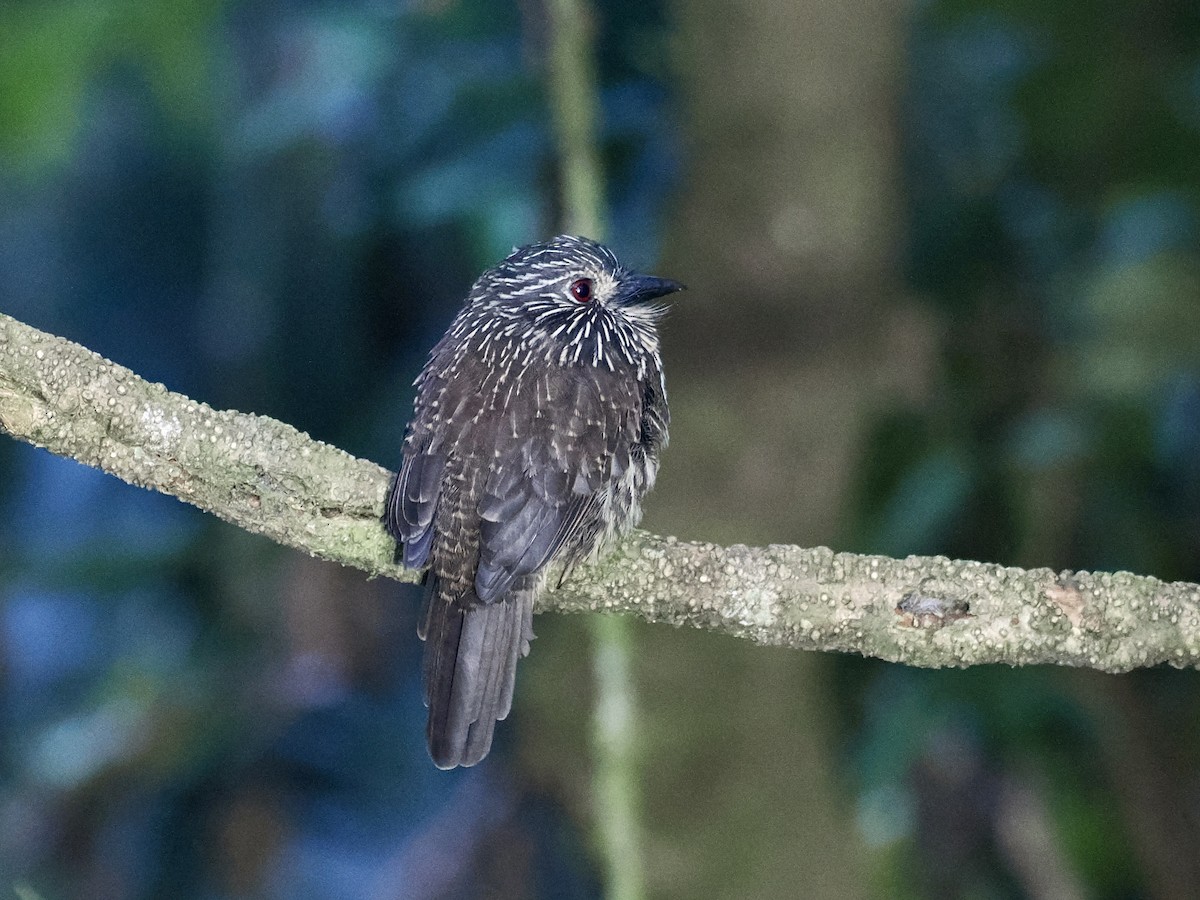Black-streaked Puffbird - ML615744085