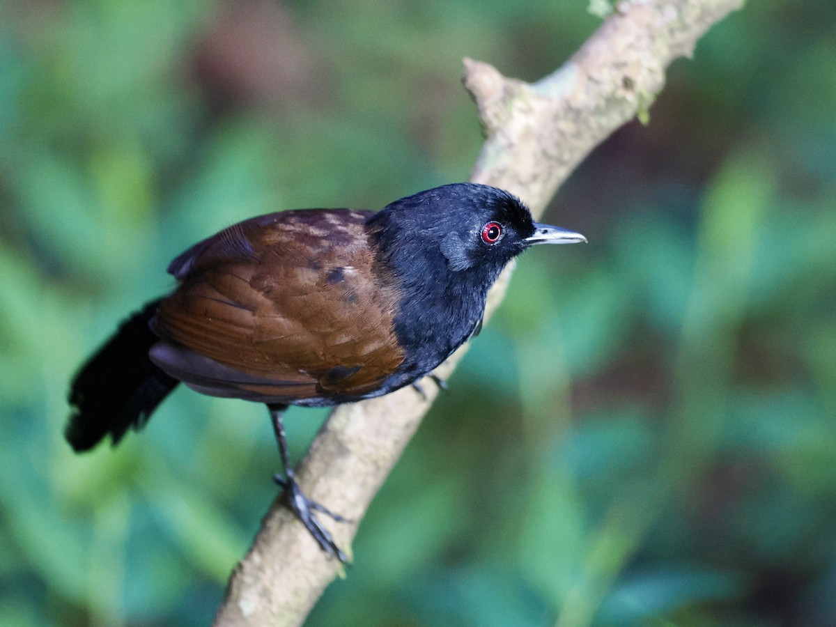 vestgloøye (castanoptera) - ML615744095