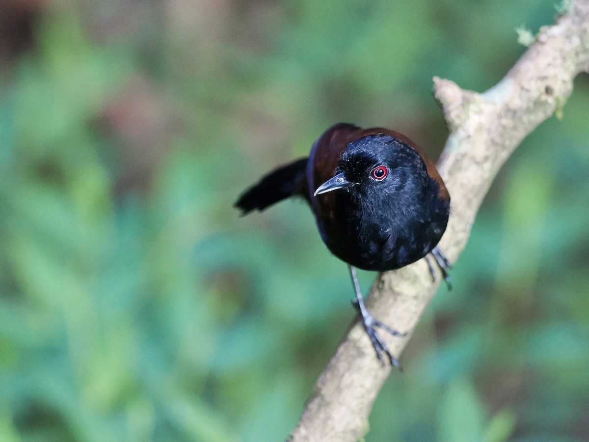 vestgloøye (castanoptera) - ML615744096