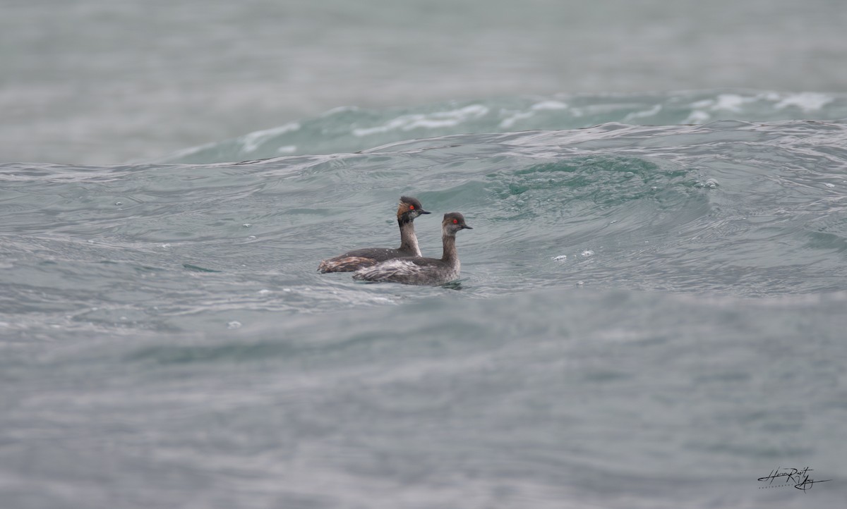 Eared Grebe - HARUN RESIT UNEY