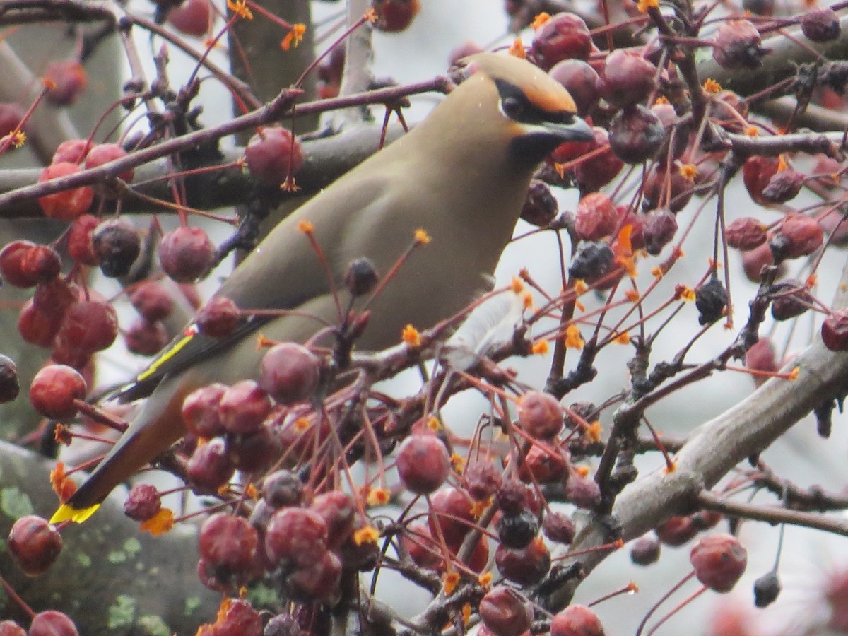 Bohemian Waxwing - ML615744143