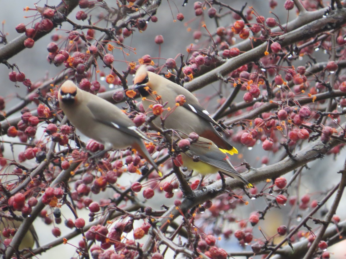 Bohemian Waxwing - Rob Woodward