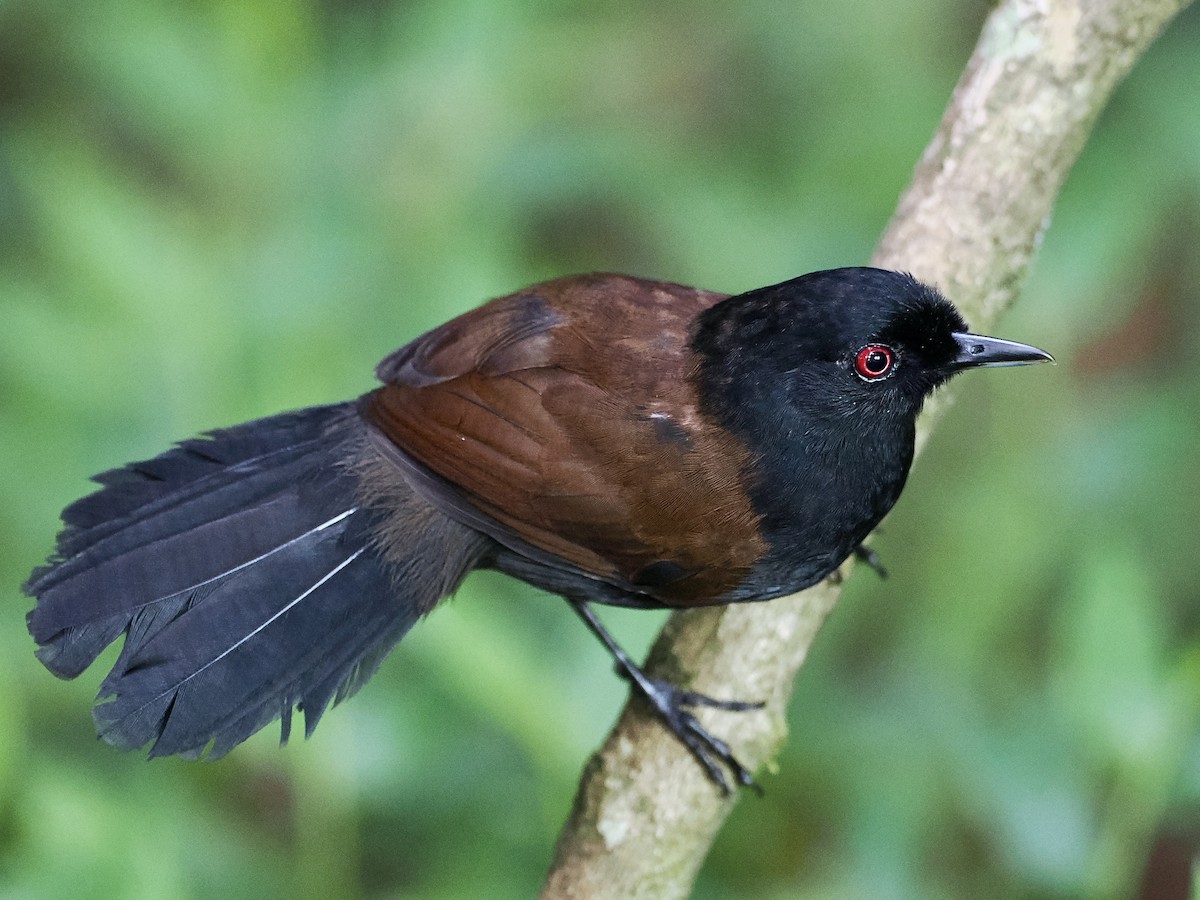 vestgloøye (castanoptera) - ML615744202