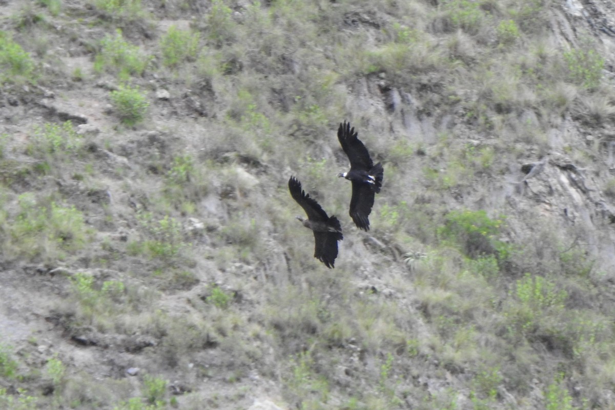Andean Condor - ML615744277