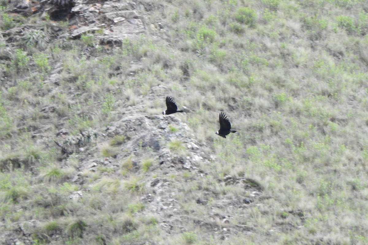 Andean Condor - ML615744278