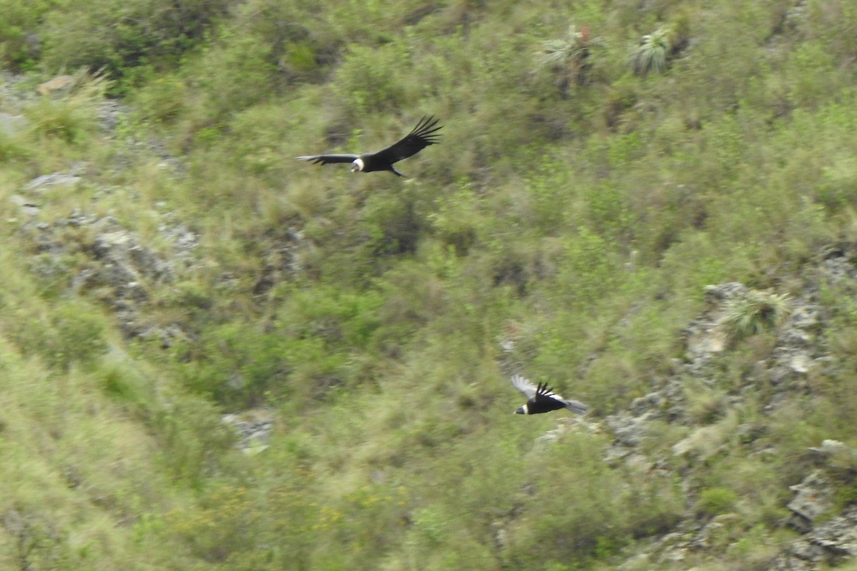 Andean Condor - ML615744279