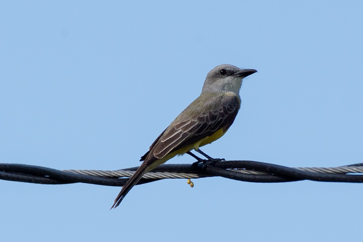 Tropical/Couch's Kingbird - ML615744320