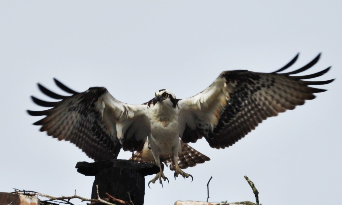 Osprey - Jeremy Dotson