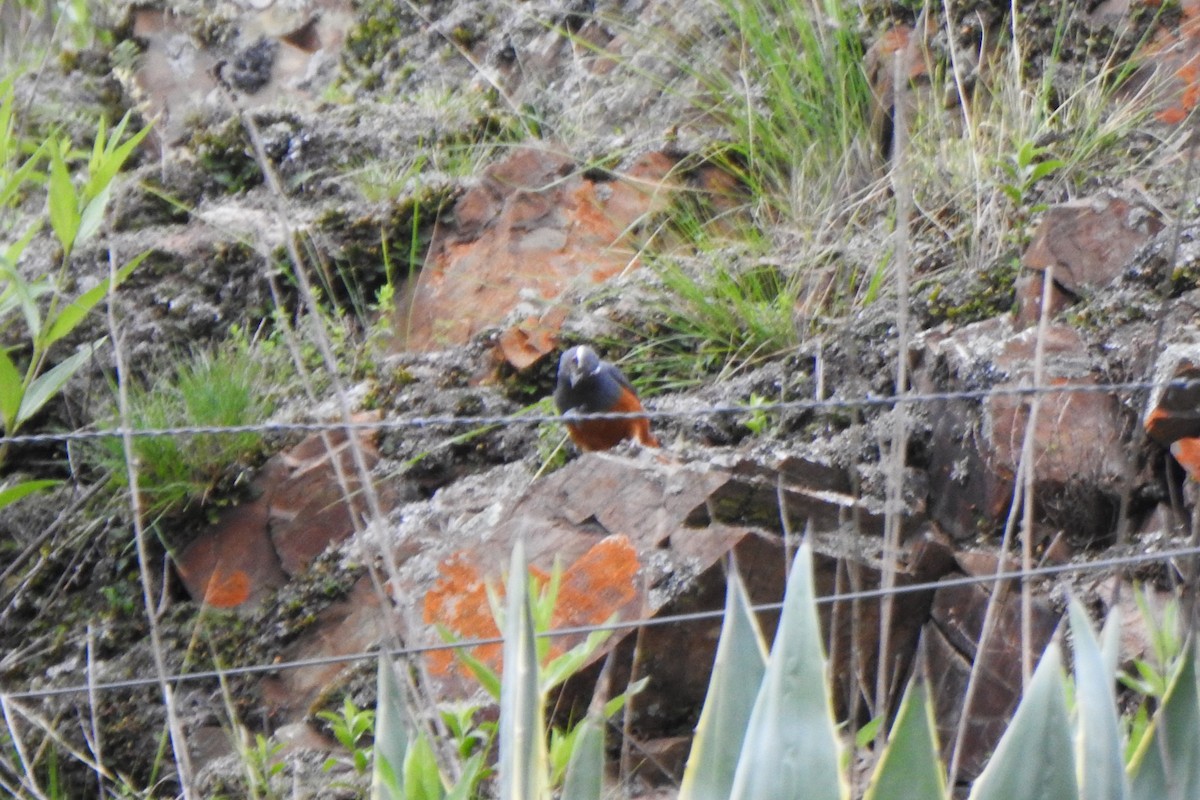 Rufous-bellied Mountain Tanager - ML615744372