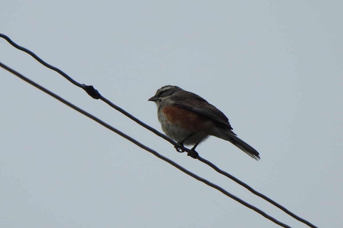 Rufous-sided Warbling Finch - Diego Castelli