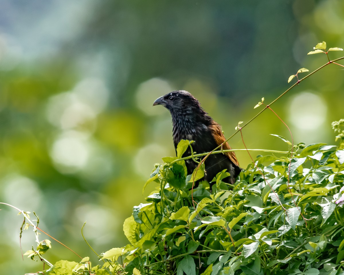 Lesser Coucal - ML615744404