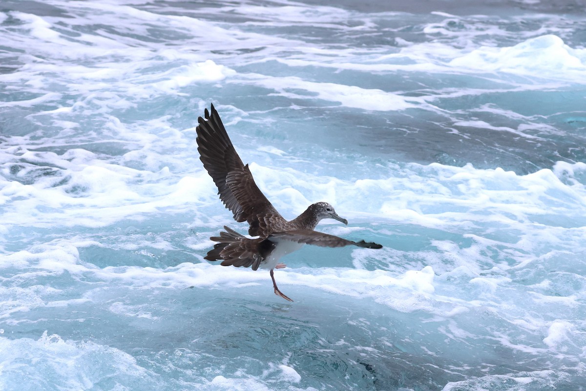 Streaked Shearwater - ML615744413