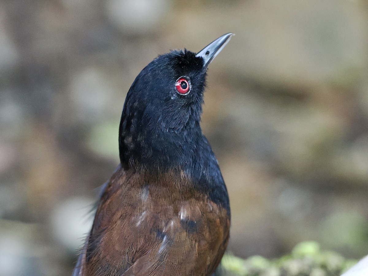 Western Fire-eye (Black-bellied) - ML615744429