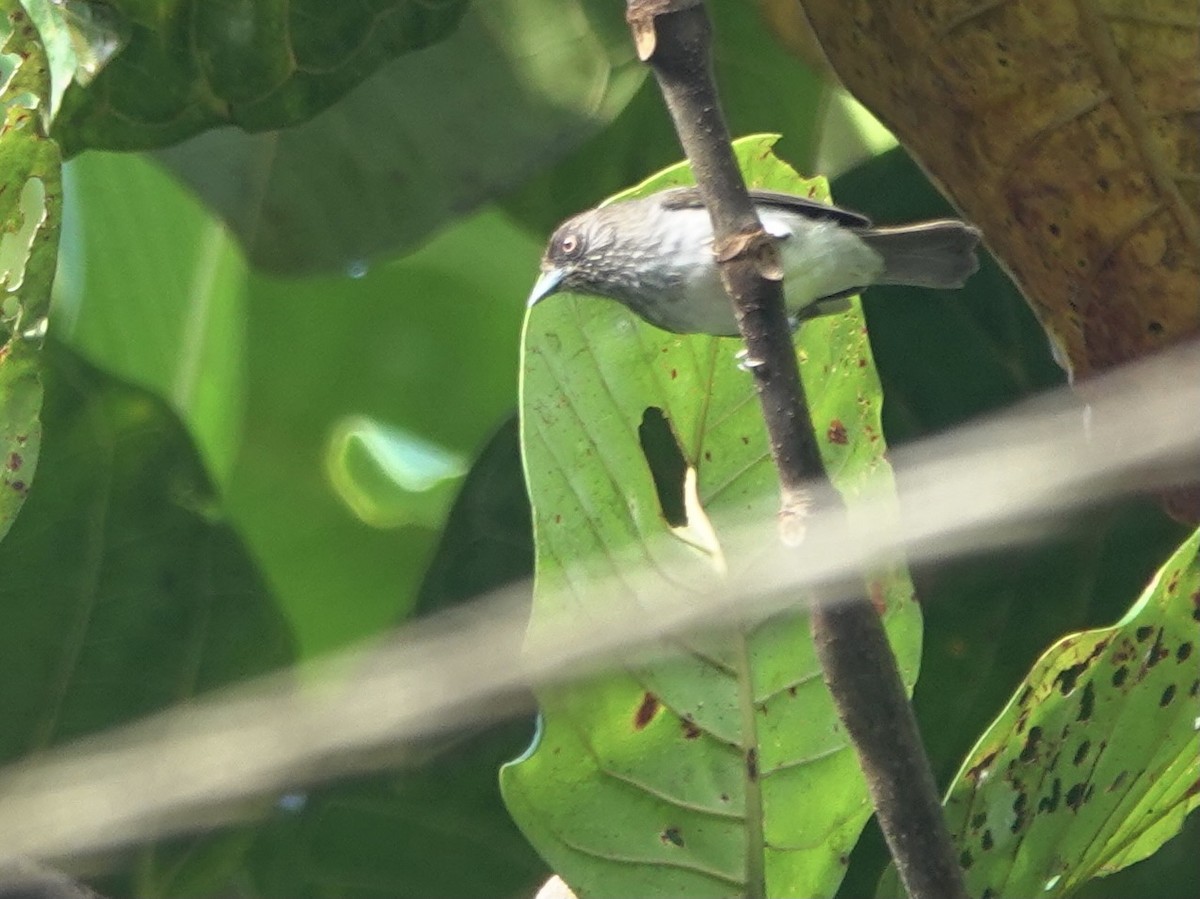 Visayan Pygmy-Babbler - ML615744441