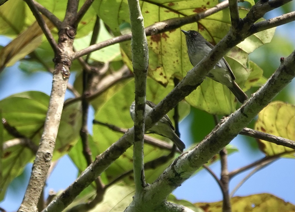 Visayan Pygmy-Babbler - ML615744442