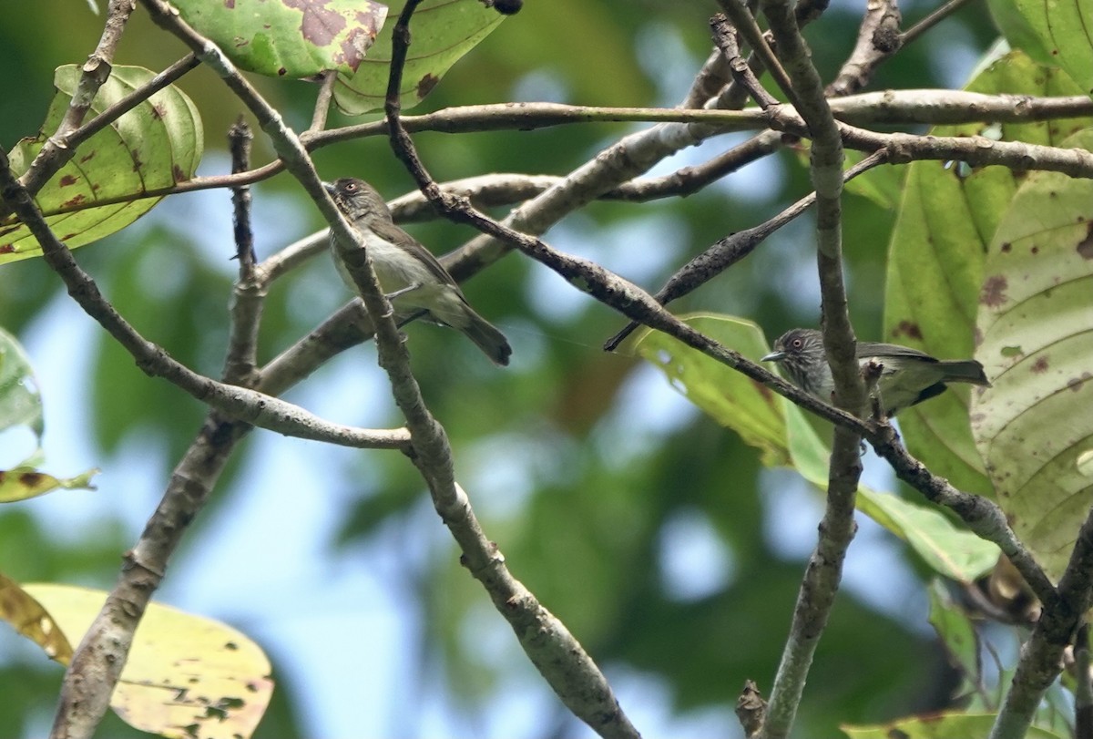 Visayan Pygmy-Babbler - ML615744443