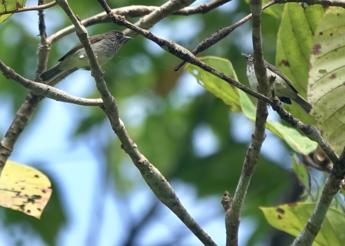 Visayan Pygmy-Babbler - Martin Kennewell