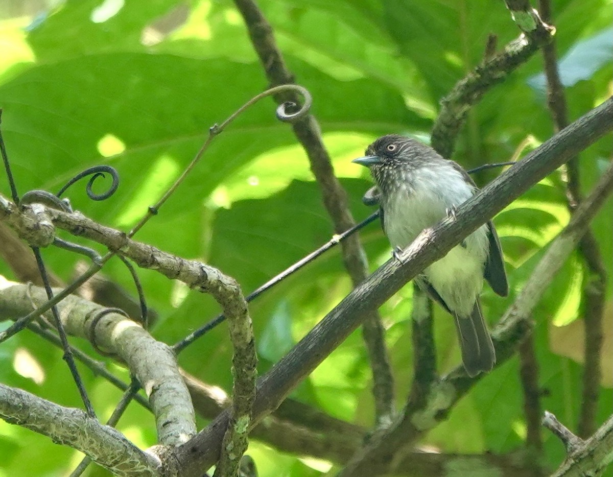 Visayan Pygmy-Babbler - Martin Kennewell