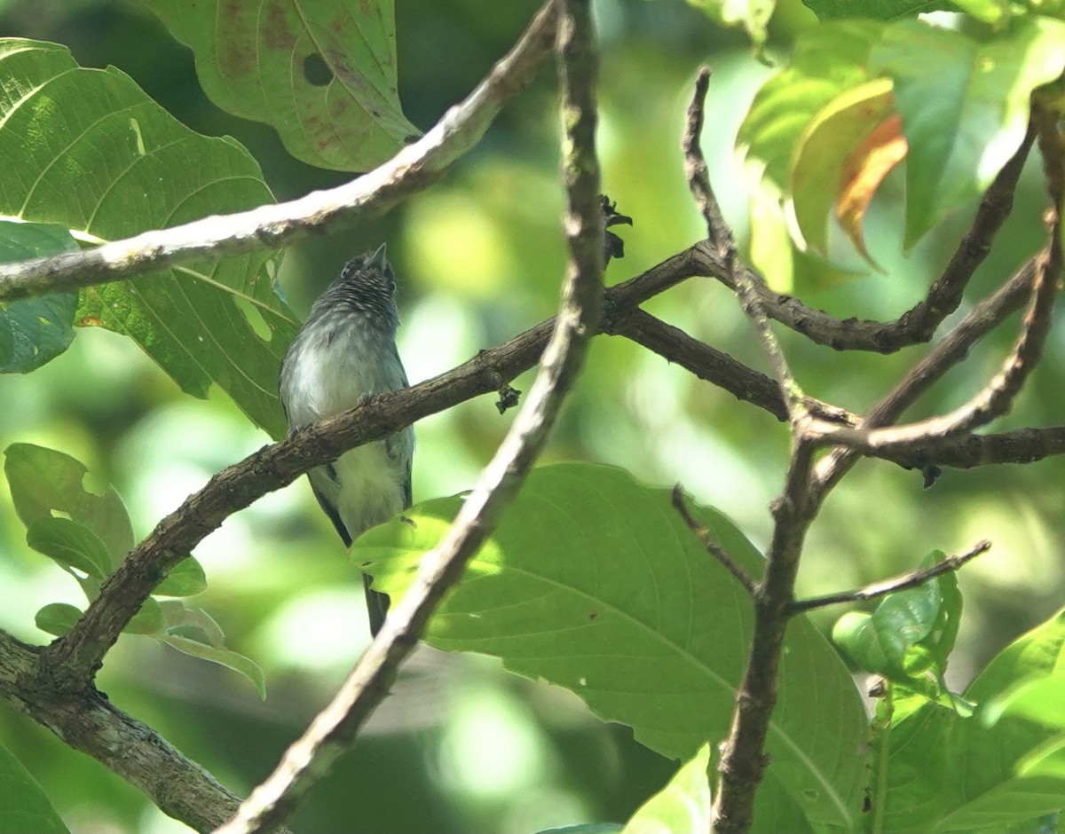 Visayan Pygmy-Babbler - ML615744448