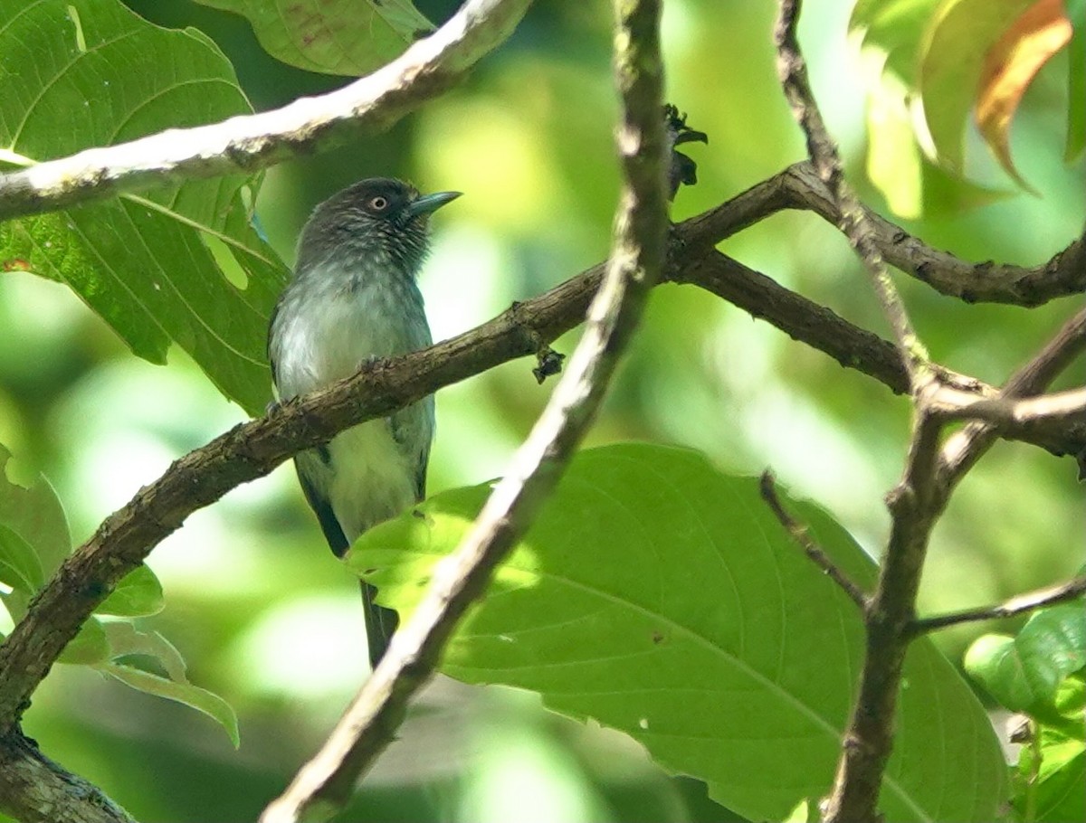 Visayan Pygmy-Babbler - Martin Kennewell