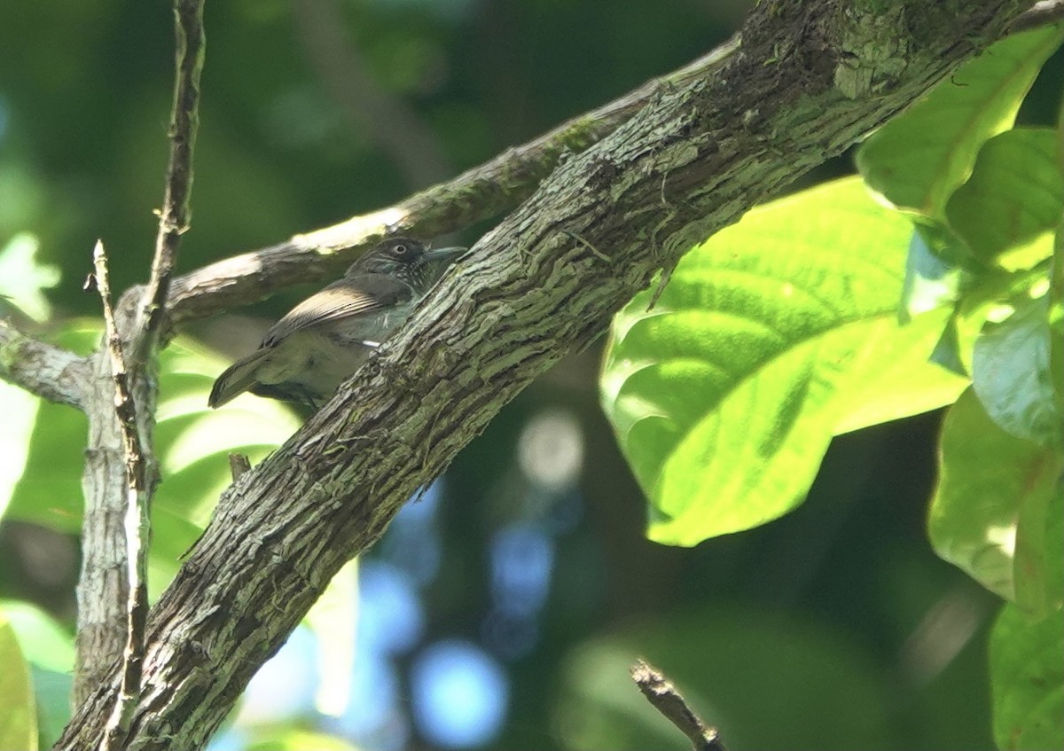 Visayan Pygmy-Babbler - Martin Kennewell