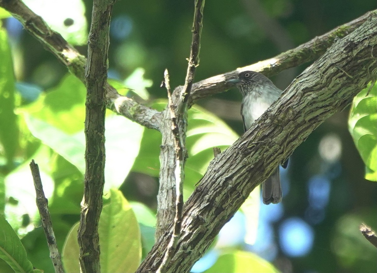 Visayan Pygmy-Babbler - ML615744457