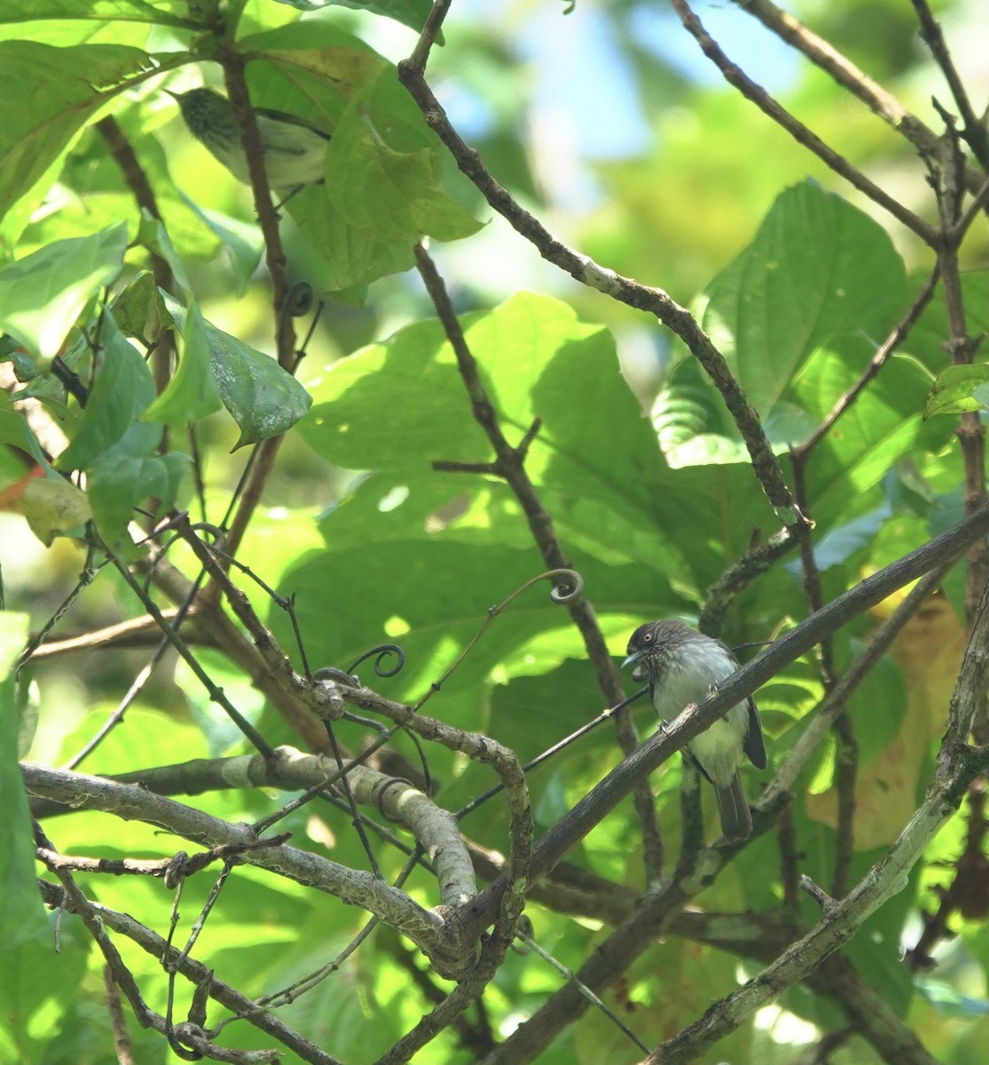 Visayan Pygmy-Babbler - Martin Kennewell