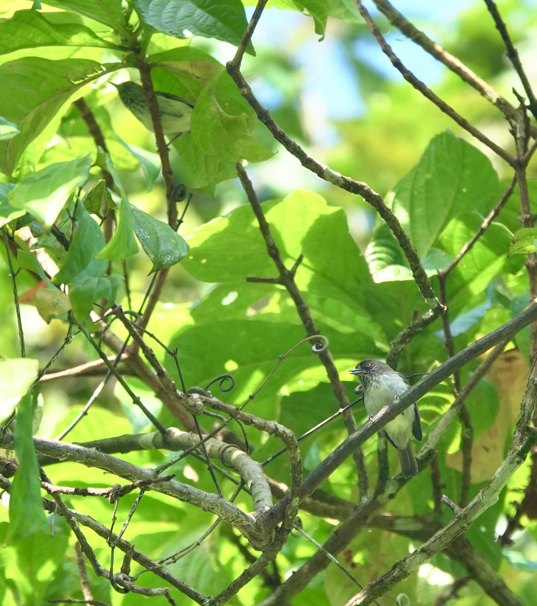 Visayan Pygmy-Babbler - Martin Kennewell