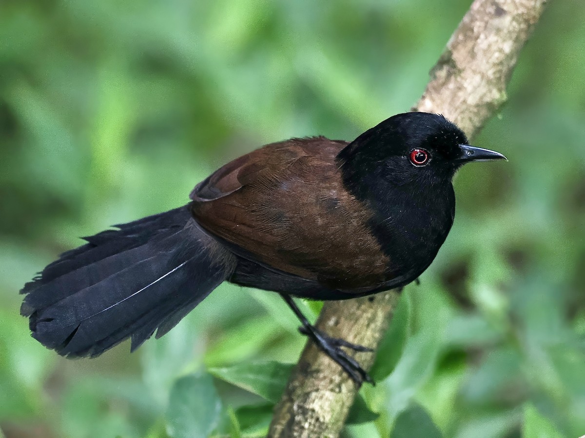 vestgloøye (castanoptera) - ML615744477