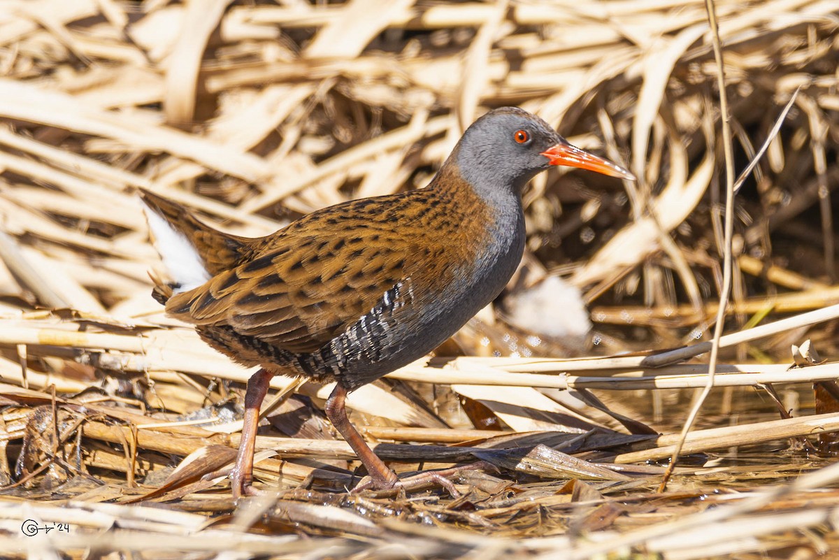 Water Rail - Manuel Gómez López