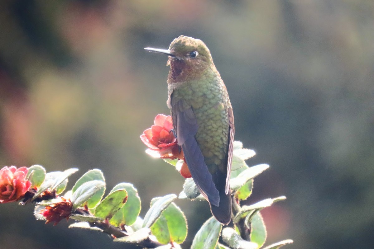 kolibřík rudohrdlý - ML615744545