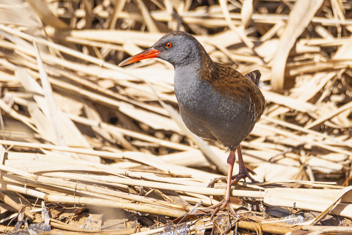 Water Rail - ML615744549