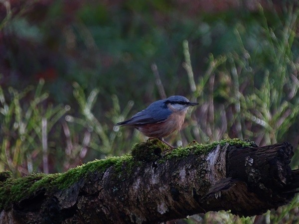 Eurasian Nuthatch (Western) - ML615744560