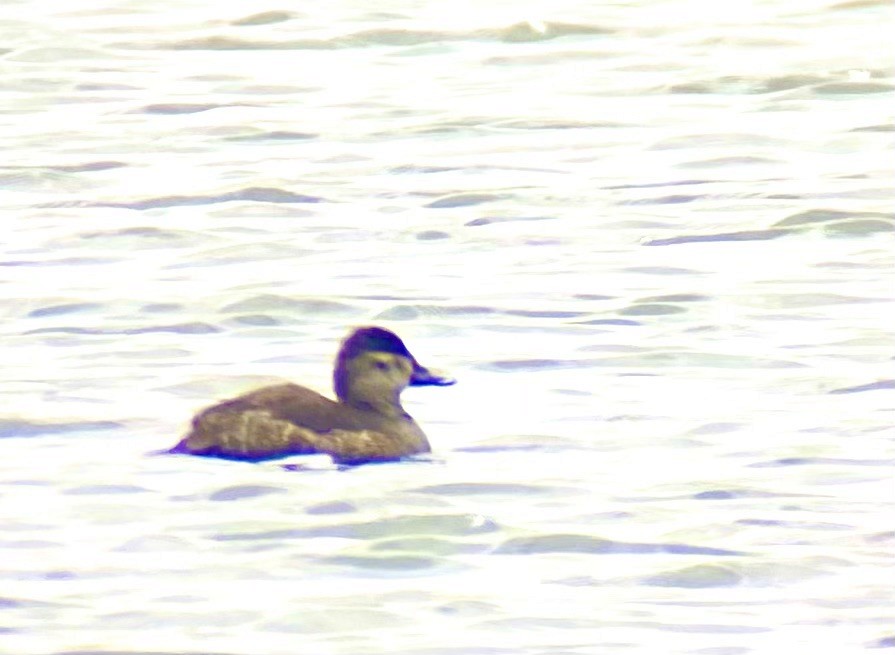 Ruddy Duck - ML615744620