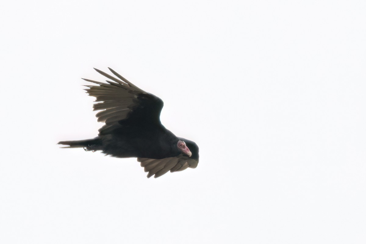 Turkey Vulture - ML615744669