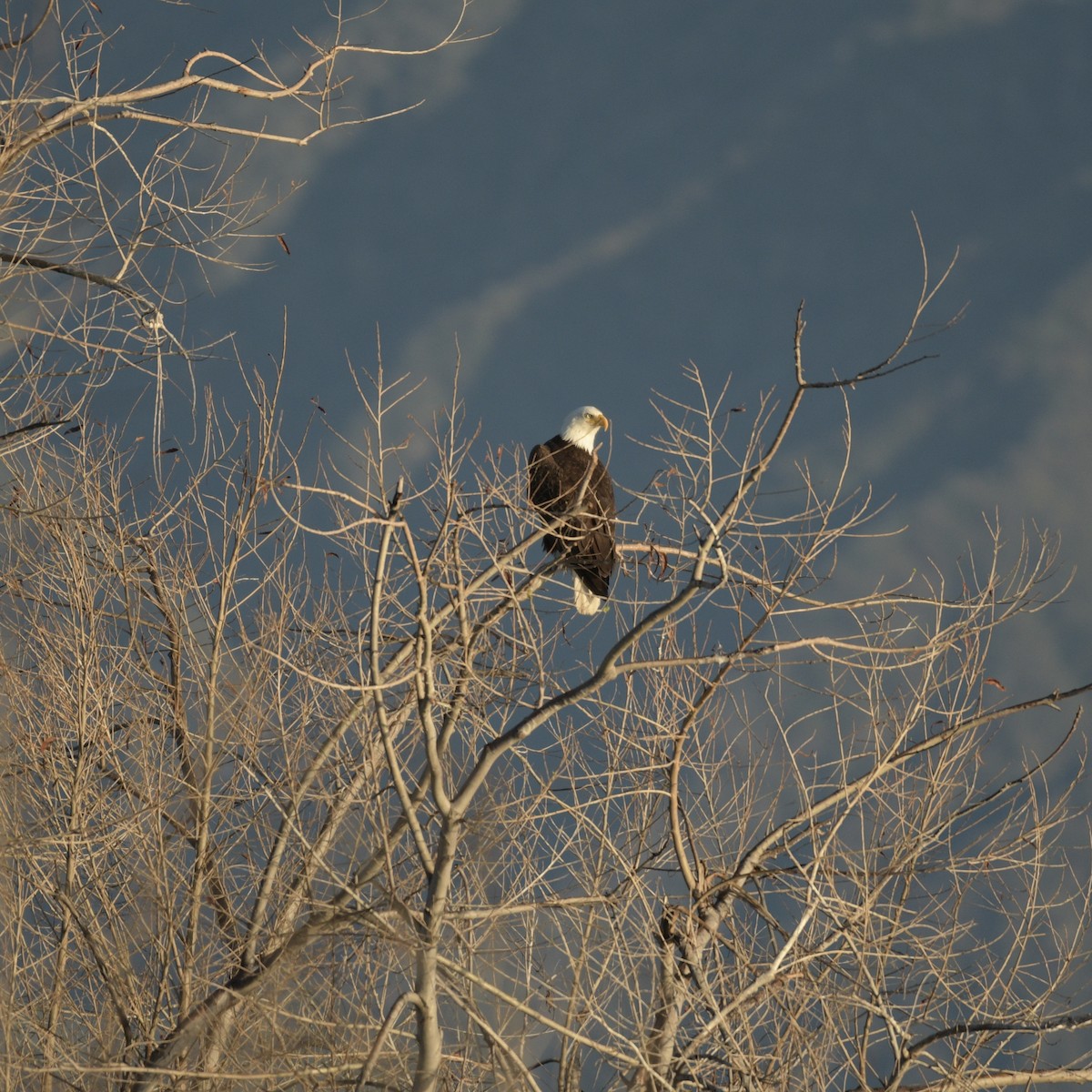 Weißkopf-Seeadler - ML615744679