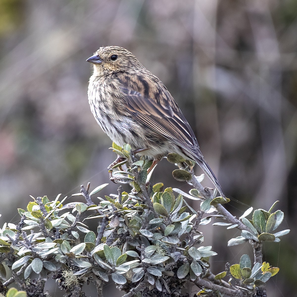 Plumbeous Sierra Finch - Dan Vickers