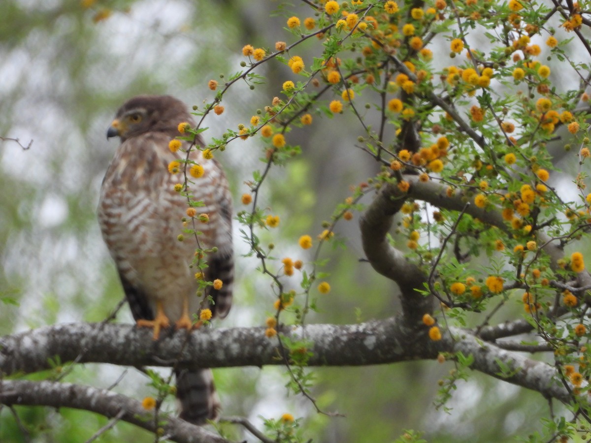 Roadside Hawk - Mitch Hurt