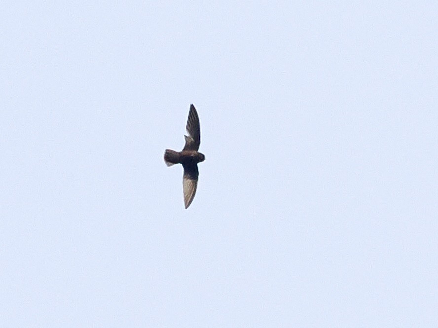 White-chinned Swift - Gabriel Willow