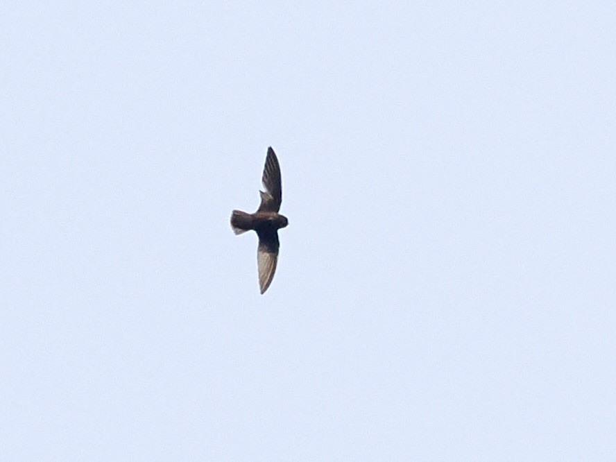 White-chinned Swift - ML615744790