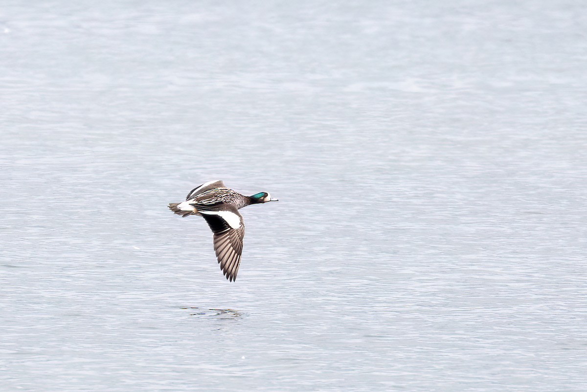 Chiloe Wigeon - ML615744815