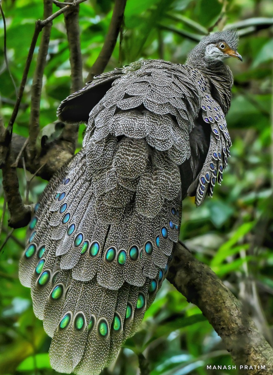 Gray Peacock-Pheasant - ML615744831