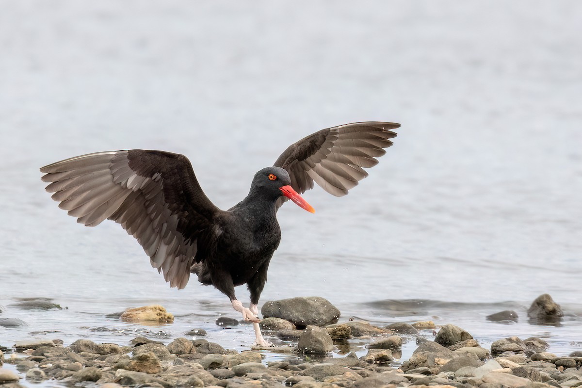 Blackish Oystercatcher - ML615744852