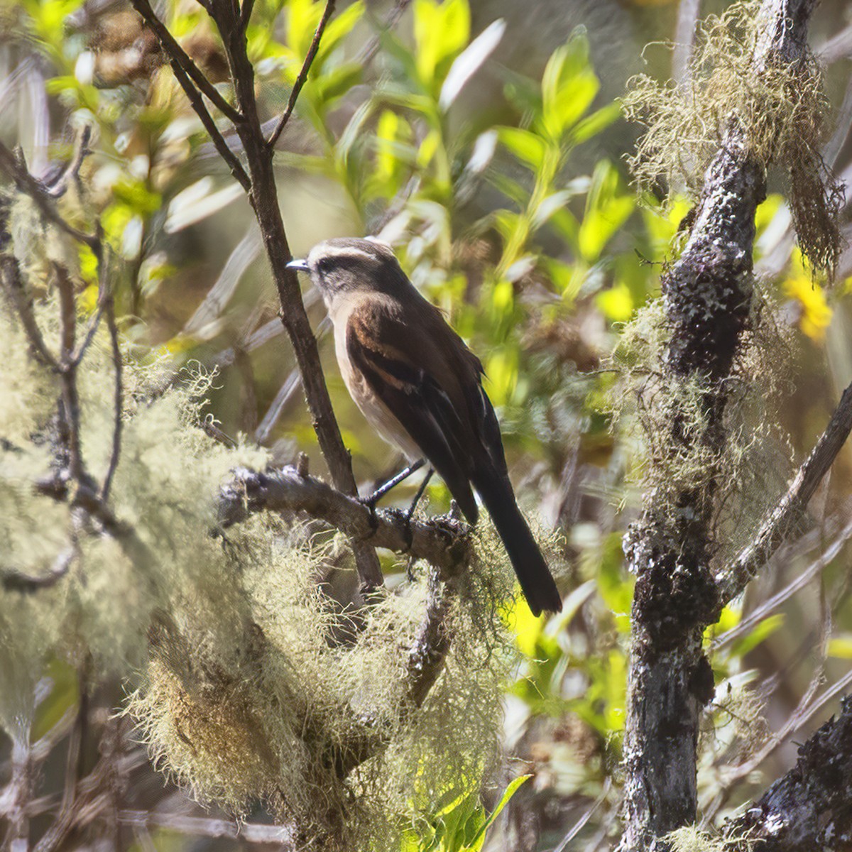 Brown-backed Chat-Tyrant - Dan Vickers