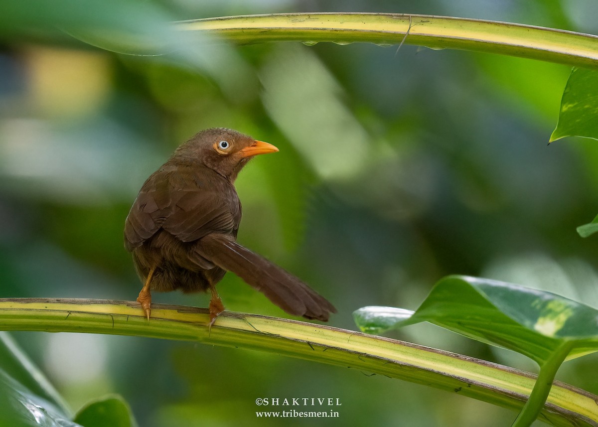 Orange-billed Babbler - ML615744868