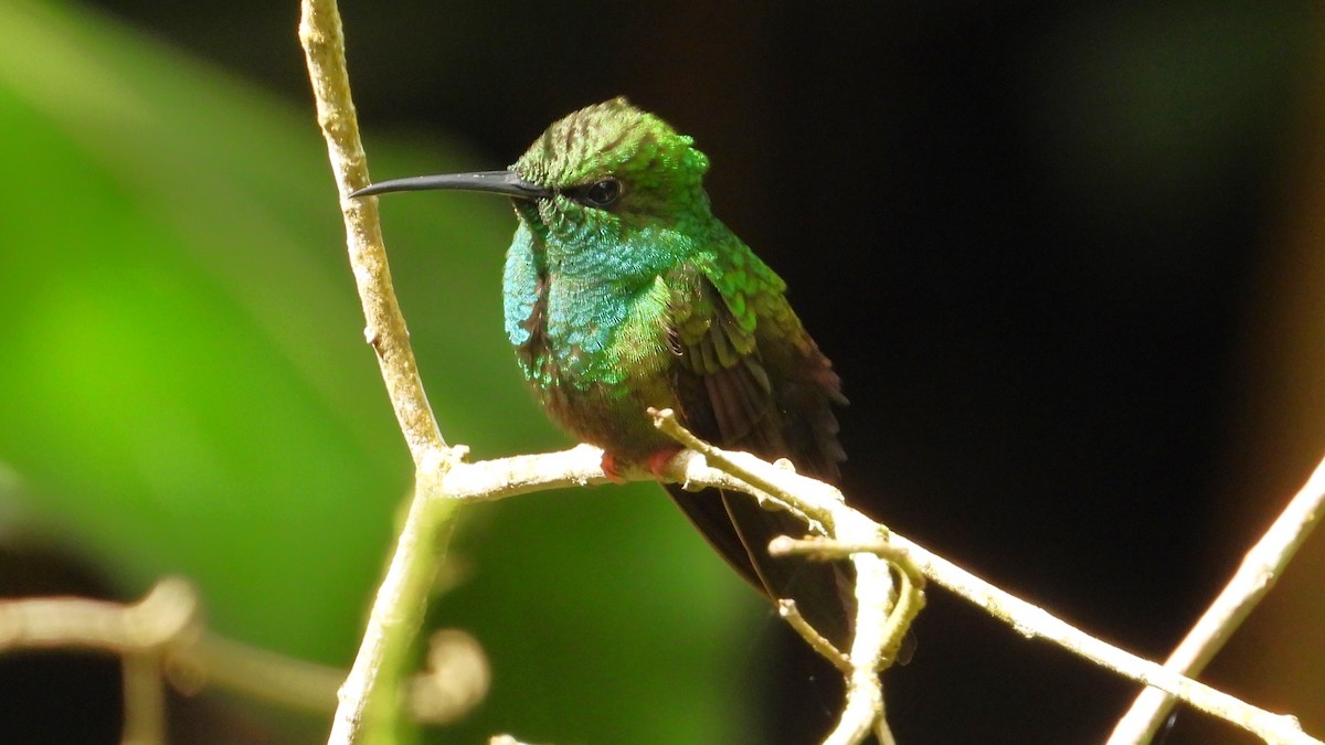 kolibřík křivozobý - ML615744887