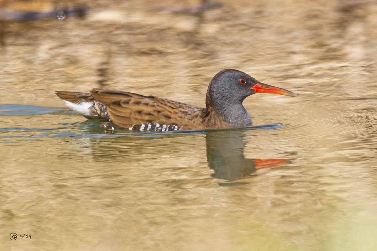 Water Rail - Manuel Gómez López