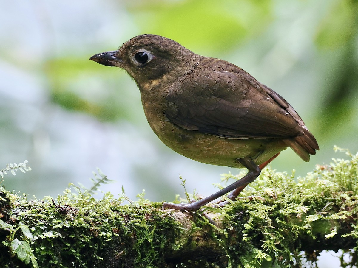 Plain-backed Antpitta - Gabriel Willow