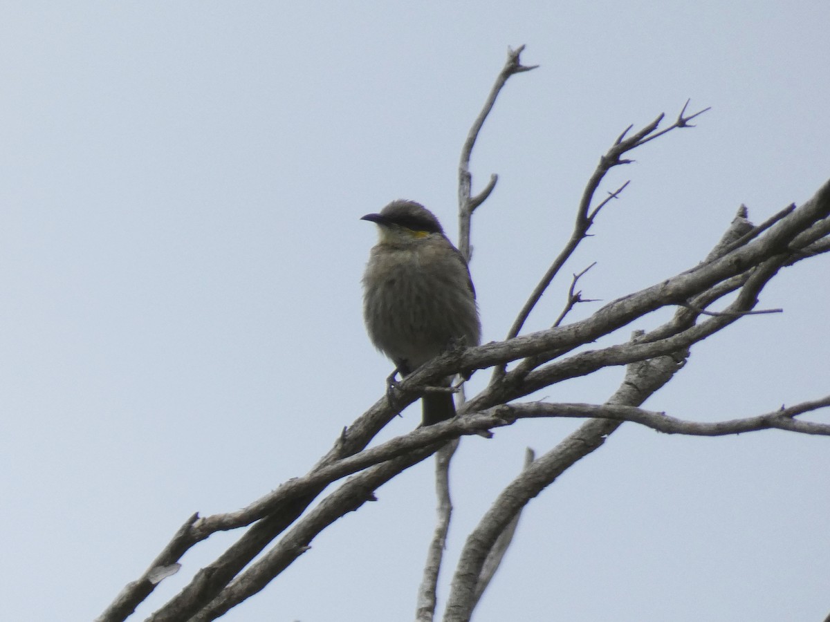 Singing Honeyeater - Tony King