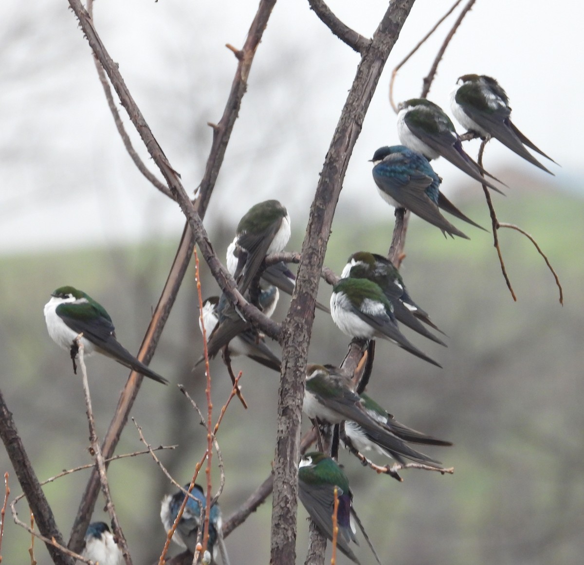 Golondrina Verdemar - ML615745090